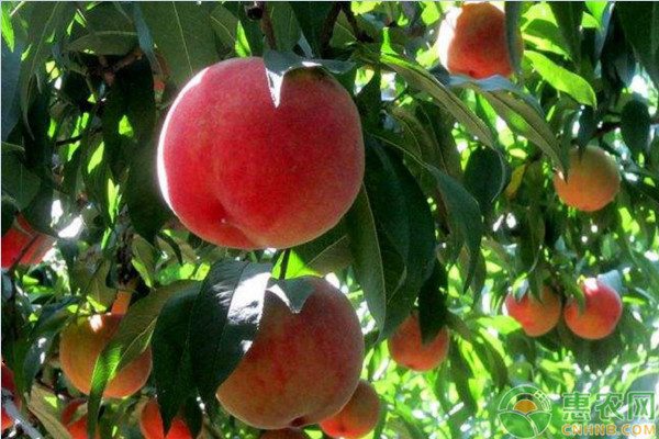 桃树苗批发价格多少钱一棵?桃树苗什么时候种植最好? 桃树苗批发价格多少钱一棵?桃树苗什么时候种植最好?