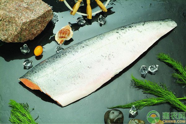 马哈鱼的主要价值