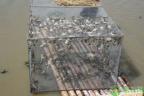 2019河蟹价格多少钱一斤？河蟹的营养价值及功效