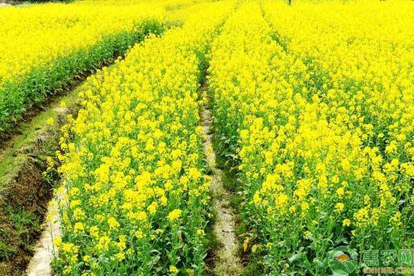 2019年菜籽油多少钱一斤？菜籽油和花生油哪个好？菜籽油的功效与作用