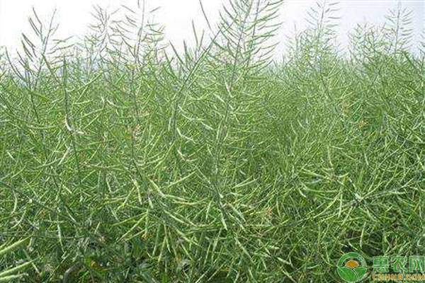 2019年菜籽油多少钱一斤？菜籽油和花生油哪个好？菜籽油的功效与作用