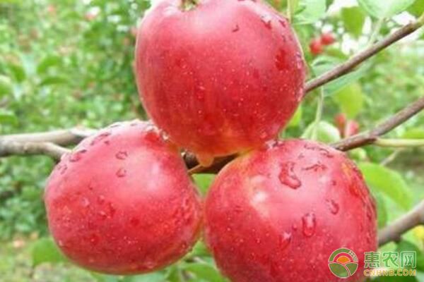 今日苹果多少钱一斤?市场行情如何?2019各地苹果行情预测 今日苹果多少钱一斤?市场行情如何?2019各地苹果行情预测