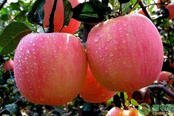 2019年最新产区苹果价格行情汇总 2019年最新产区苹果价格行情汇总