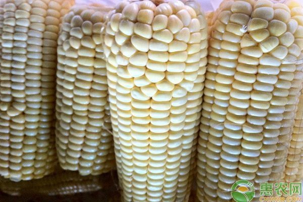 2019年玉米价格多少钱一斤?今日国内玉米主产区价格行情预测 2019年玉米价格多少钱一斤?今日国内玉米主产区价格行情预测