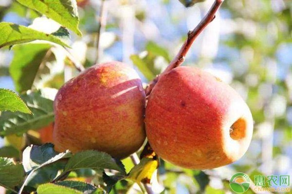 2019年最新产区苹果价格行情汇总 2019年最新产区苹果价格行情汇总