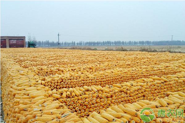 2019年玉米价格多少钱一斤?今日国内玉米主产区价格行情预测 2019年玉米价格多少钱一斤?今日国内玉米主产区价格行情预测