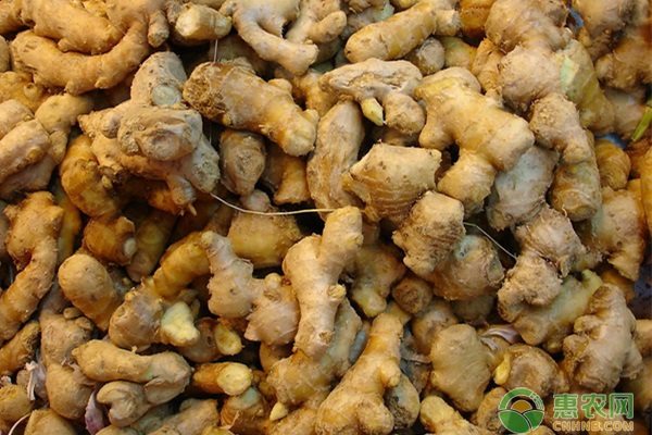 老姜价格一斤多少钱？