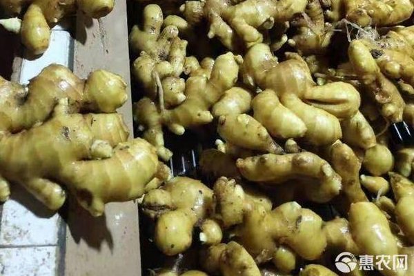 老姜价格一斤多少钱？