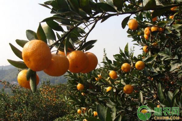 最新砂糖桔价格