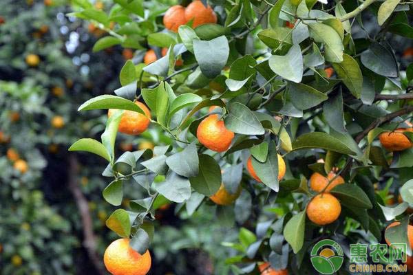 砂糖桔价格行情