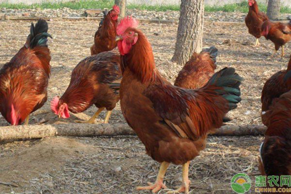 肉毛鸡最新价格行情 肉毛鸡最新价格行情