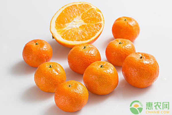 最新砂糖桔价格行情