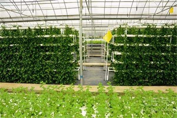 今日香菜价格如何？2018最新香菜主产地价格行...