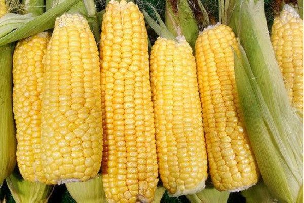 近日玉米价格走向如何？年前全国玉米价格最新...