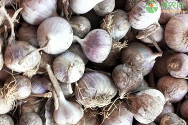 独头蒜价格差异解析：品质与种植要点全掌握-松松肥园艺土