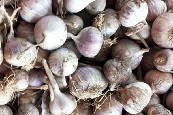 独头蒜价格差异解析：品质与种植要点全掌握-松松肥园艺土