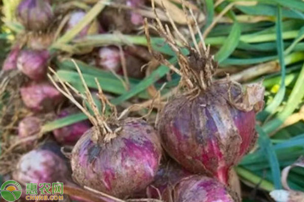 独头蒜价格差异解析：品质与种植要点全掌握-松松肥园艺土