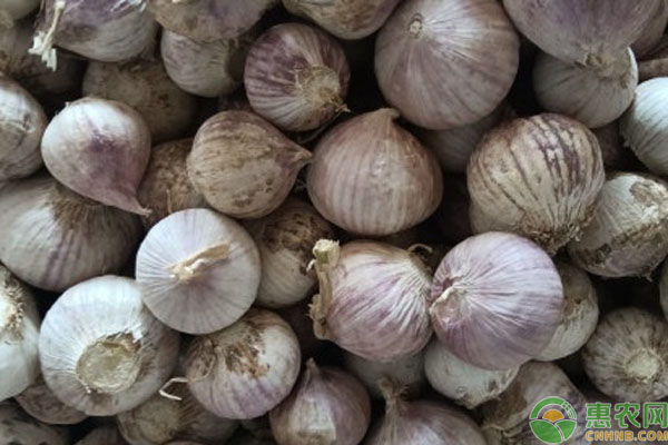 独头蒜价格差异解析：品质与种植要点全掌握-松松肥园艺土