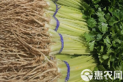 中国毛芹价格大全:各产区行情及选购指南-松松肥园艺土 中国毛芹价格大全:各产区行情及选购指南-松松肥园艺土
