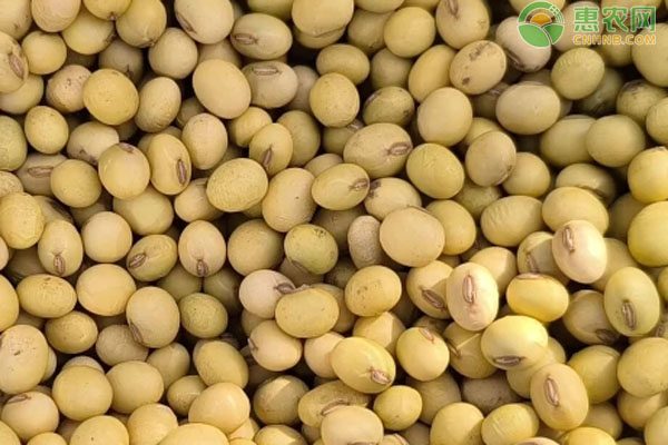 2024年11月大豆价格稳定 受多重因素影响-松松肥园艺土