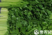 中国毛芹价格大全:各产区行情及选购指南-松松肥园艺土 中国毛芹价格大全:各产区行情及选购指南-松松肥园艺土
