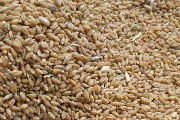 市场主流稳中缓涨 优质小麦品种种植指南-松松肥园艺土