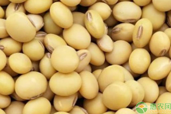 2024年11月大豆价格稳定 受多重因素影响-松松肥园艺土