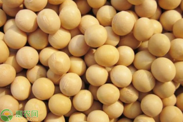 2024年11月大豆价格稳定 受多重因素影响-松松肥园艺土