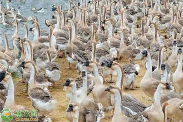 养鹅鹅苗价格参考：阳江、乌鬃等品种价格一览-松松肥园艺土