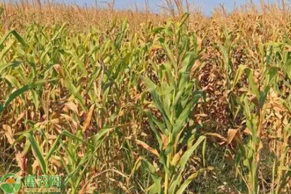 �黍子价格实时波动及种植关键步骤详解-松松肥园艺土