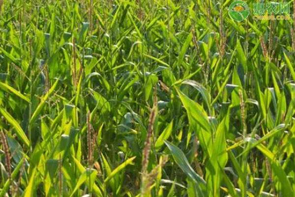 �黍子价格实时波动及种植关键步骤详解-松松肥园艺土