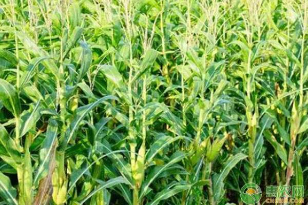 �黍子价格实时波动及种植关键步骤详解-松松肥园艺土