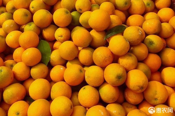 橙子价格与种类详解，产地分布及风味特点-松松肥园艺土