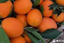 橙子价格与种类详解，产地分布及风味特点-松松肥园艺土