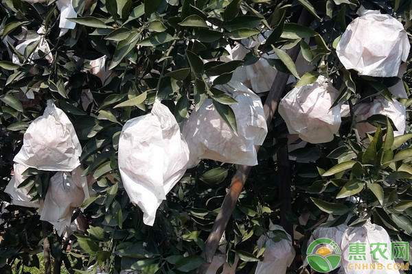 2024年全国各地耙耙柑价格行情及产地对比-松松肥园艺土