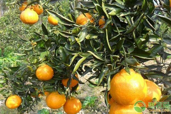 2024年全国各地耙耙柑价格行情及产地对比-松松肥园艺土