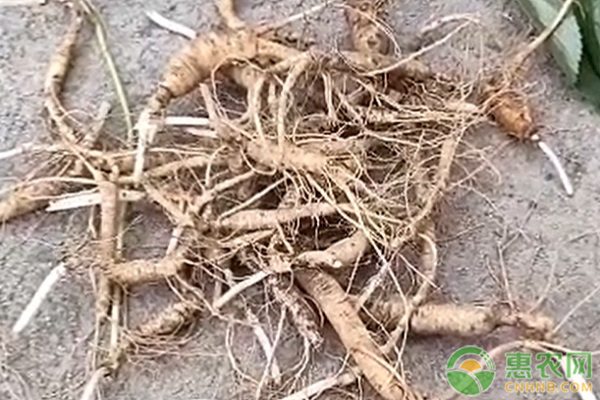 各地鲜人参价格汇总，如何选择与保存方法-松松肥园艺土