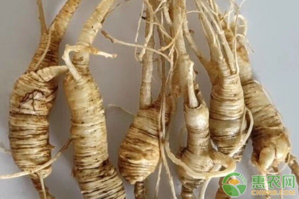 各地鲜人参价格汇总，如何选择与保存方法-松松肥园艺土