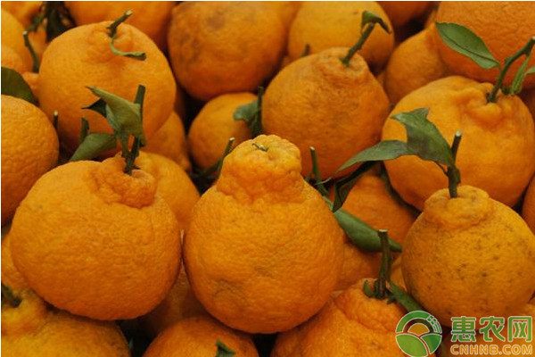 2024年全国各地耙耙柑价格行情及产地对比-松松肥园艺土