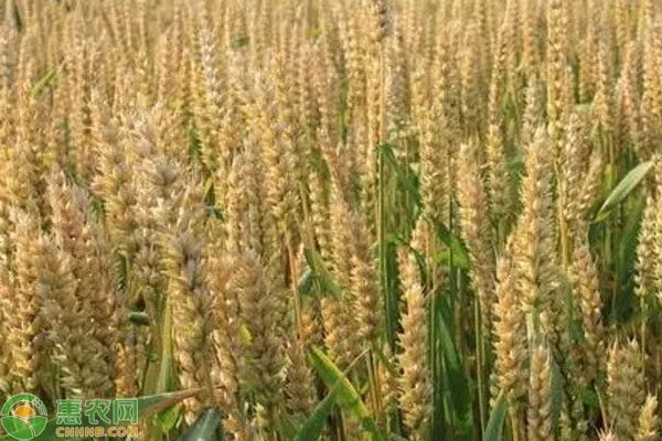 2024年小麦价格及高产品种排名分析-松松肥园艺土