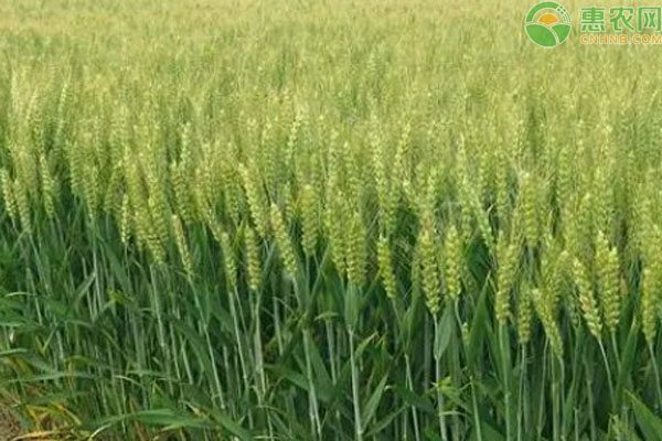 2024年小麦价格及高产品种排名分析-松松肥园艺土