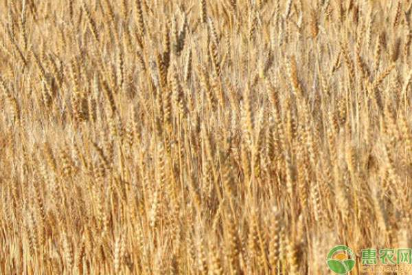 2024年小麦价格及高产品种排名分析-松松肥园艺土