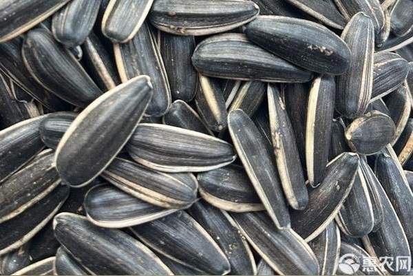葵花籽市场价格及选购技巧2024年9月-松松肥园艺土