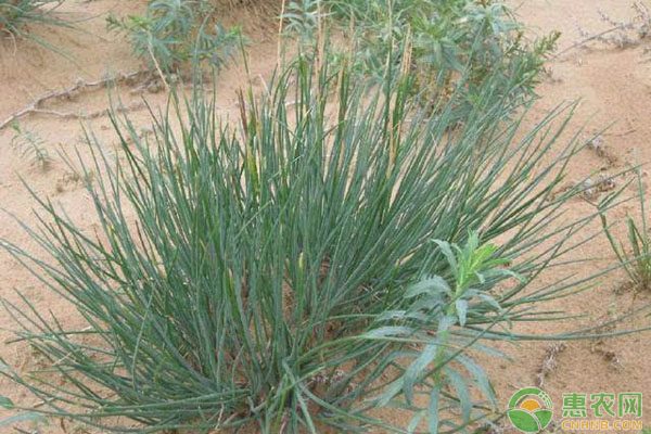 沙葱价格多少钱一斤？主要产地分布解析-松松肥园艺土