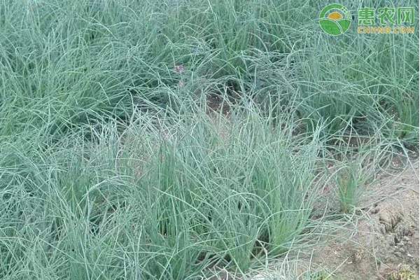 沙葱价格多少钱一斤？主要产地分布解析-松松肥园艺土