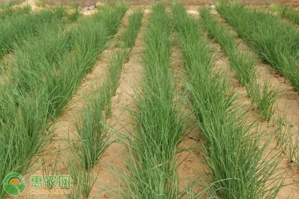 沙葱价格多少钱一斤？主要产地分布解析-松松肥园艺土