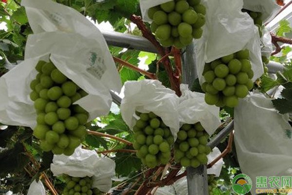 2024阳光玫瑰葡萄精品解读：现价走势及种植要点-松松肥园艺土