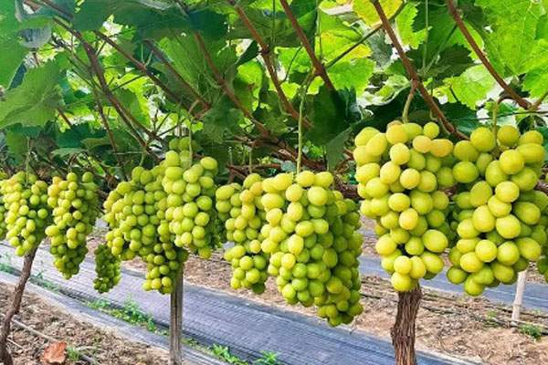 2024阳光玫瑰葡萄精品解读:现价走势及种植要点-松松肥园艺 2024阳光玫瑰葡萄精品解读:现价走势及种植要点-松松肥园艺