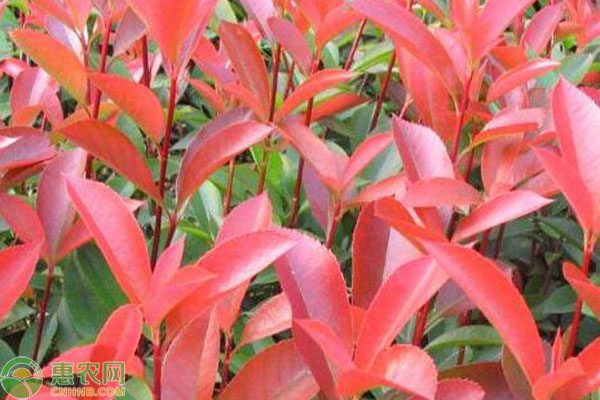 红叶石楠价格地区差异及品种推荐-松松肥园艺土