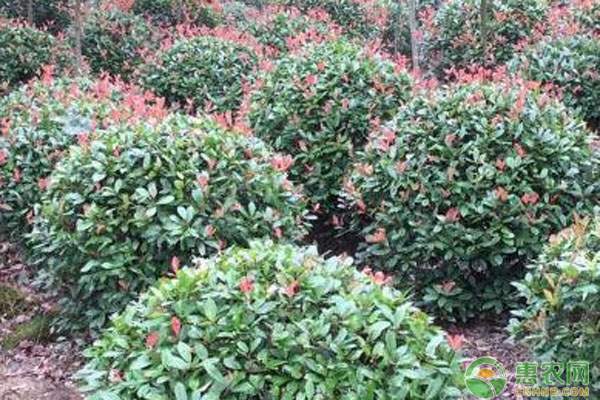 红叶石楠价格地区差异及品种推荐-松松肥园艺土